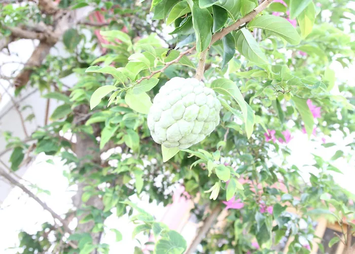Sweetsop Jamaica Villa And Tours